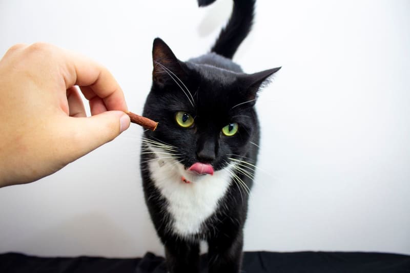 Jungle 100 Gr Sevgi̇ Mamasi Kedi̇