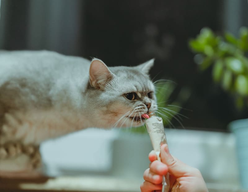 Jungle 500 Gr Somonlu Kisir Kedi̇ Mamasi